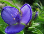 spiderwort